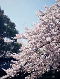 三姓櫻語，春色如詩