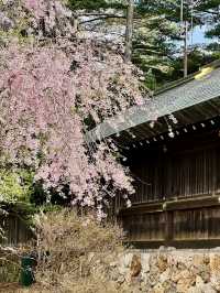 圓山櫻語，春色如詩