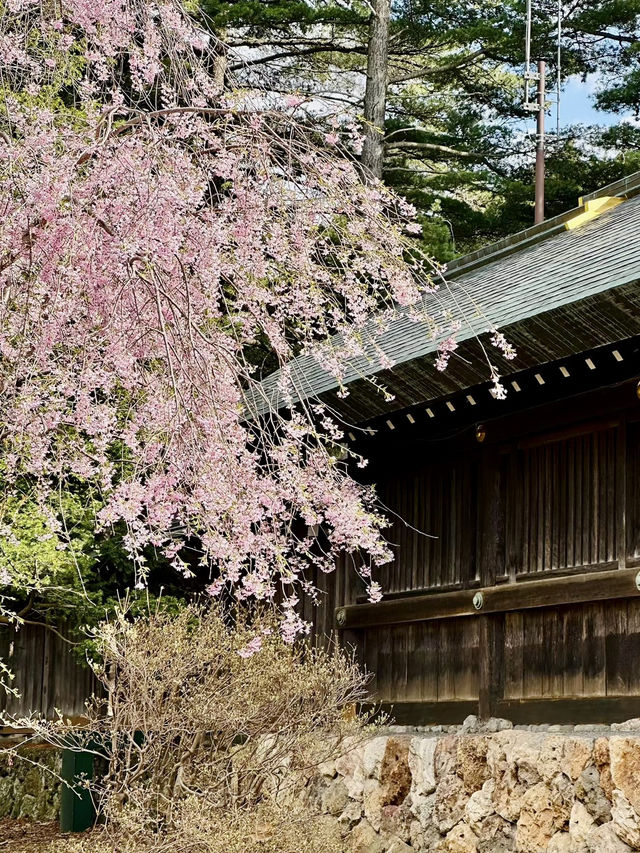 圓山櫻語，春色如詩