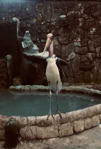 胡志明西貢動物園及其周邊
