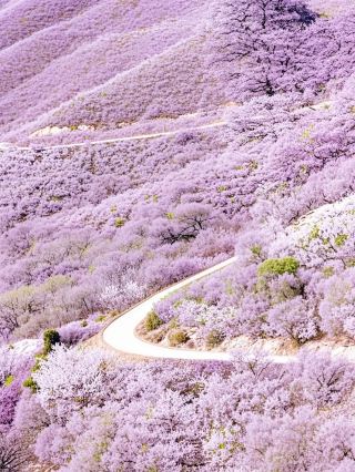 ​베이징 최고의 가족 하이킹 코스! 바이후젠 3km 꽃길 순환 코스 정말 아름다워요