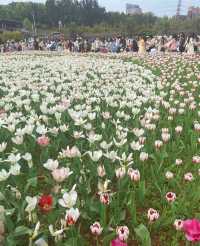 城鐵出行日-開福寺-天心閣
