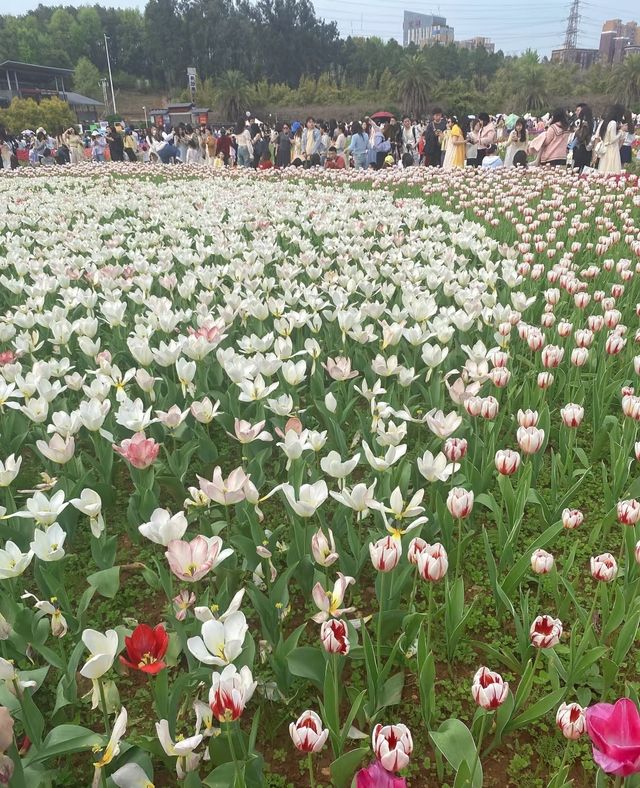 城鐵出行日-開福寺-天心閣