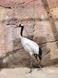 北京1.5小時直達！辛瑪森林動物樂園全攻略