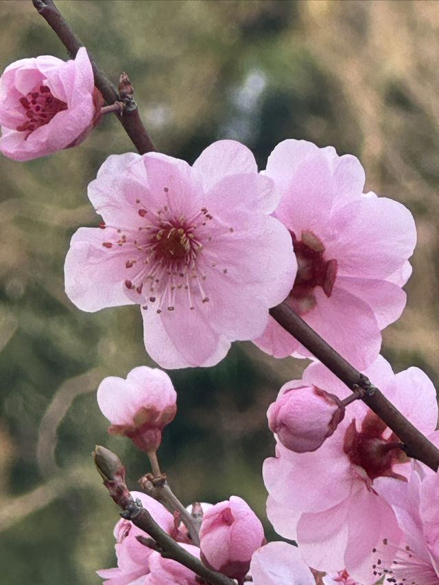 太倉南園