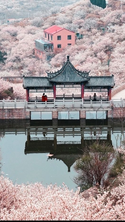 青島櫻花節賞花攻略：春日青島，粉白晚霞的童話世界。