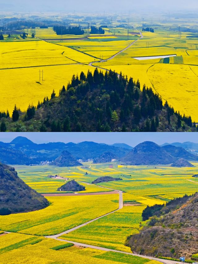 羅平賞油菜花‖打卡避坑攻略