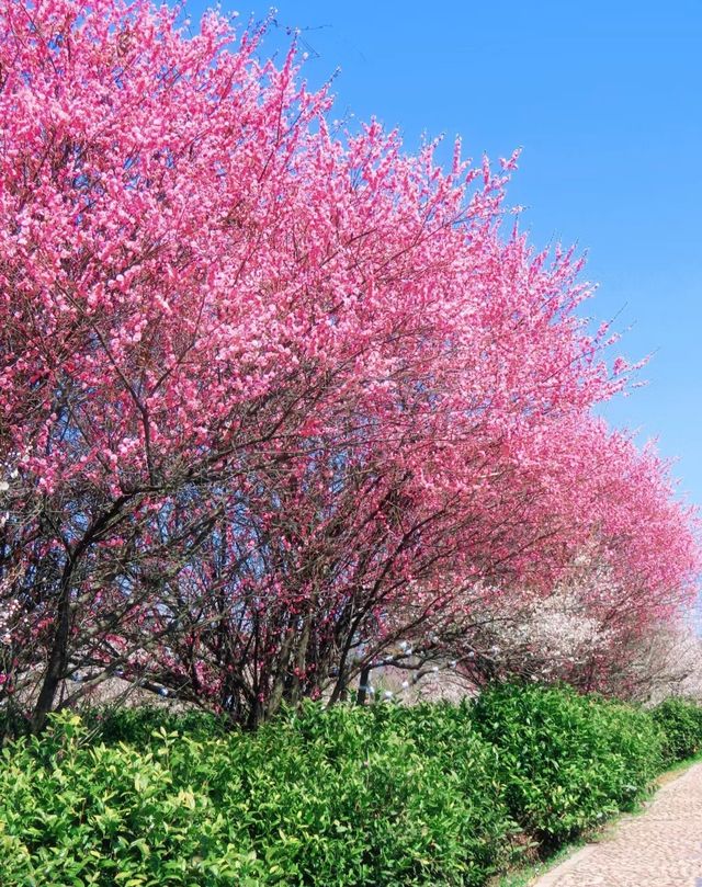 這裡的梅花開成花海