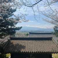 濟州島限定！彩虹公路旁的夢幻賞櫻寶藏地🌸
