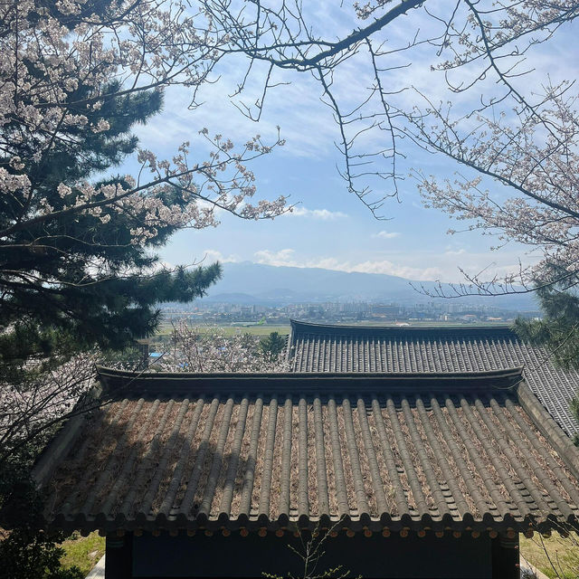 濟州島限定！彩虹公路旁的夢幻賞櫻寶藏地🌸