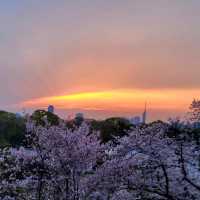 🌸福岡遊之舞鶴公園賞櫻🌸 