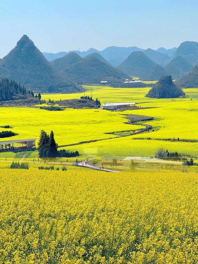 被《中國國家地理》稱為「地球上最壯觀的油菜花海」