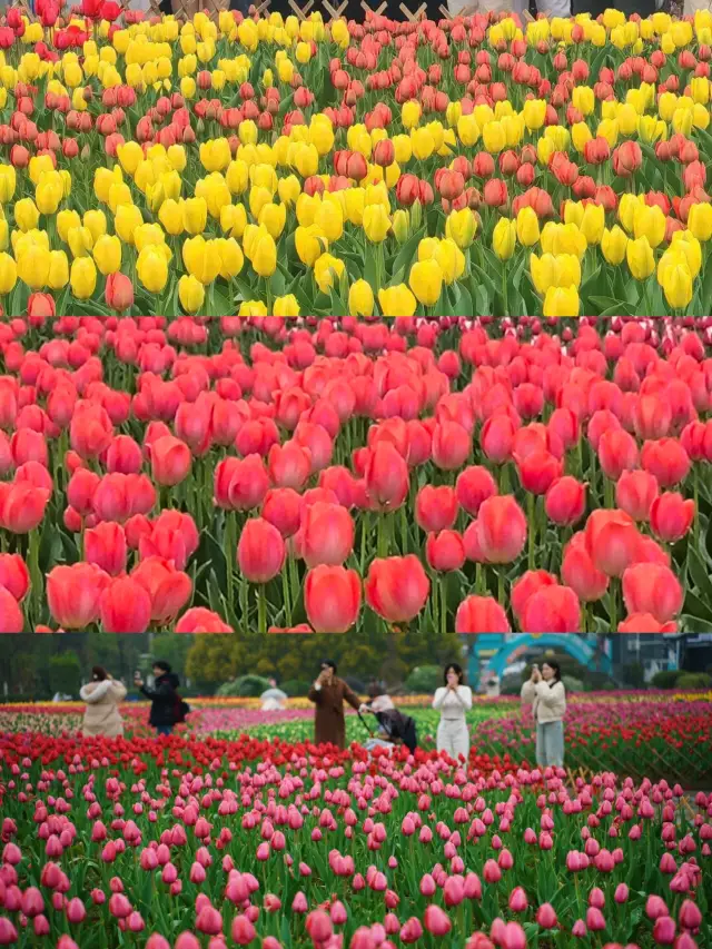 Next Stop: Changsha's "Spring Breeze for Miles"