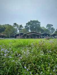 探索台灣宜蘭的不老部落：原住民文化的魅力