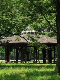 在東京代代木公園，與狗狗共度療癒時光