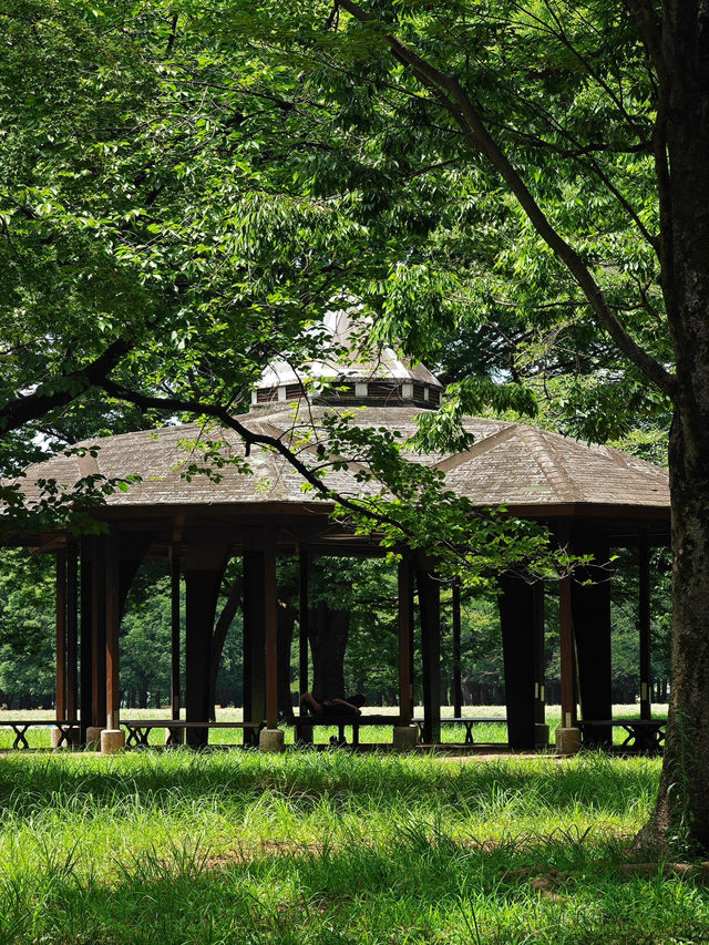 在東京代代木公園，與狗狗共度療癒時光