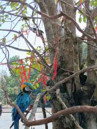 太陽河原始森林公園