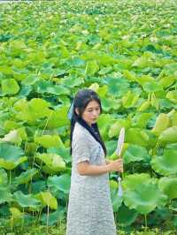 影相效果真係唔錯嘅珠海免費荷花衝