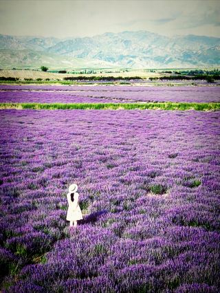 Yining Small Loop｜DAY-Lavender Fields in Huanghuang Village