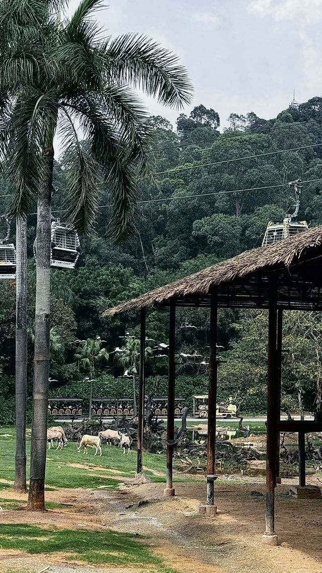 聽勸廣州長隆野生動物園南門入真係正