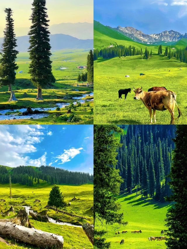 6月新疆旅行指南|伊犁草原已綠，來get小眾玩法