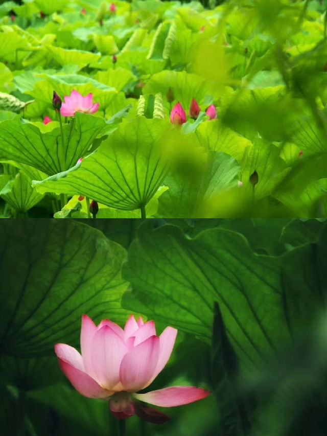 今夏荷花开！天津「賞荷地圖」請收好！