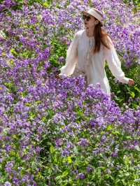 大連闖入莫奈花園！這片紫色花海美到失語～