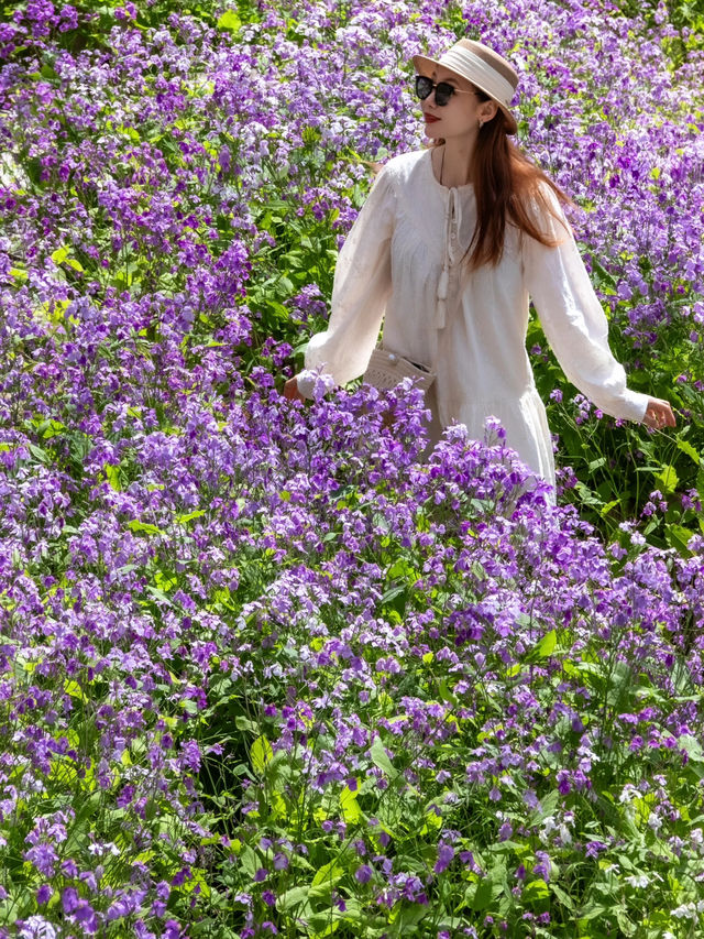 大連闖入莫奈花園！這片紫色花海美到失語～
