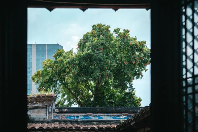 福州的荔枝樹，是長在建築裡的年輪
