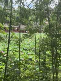 夏日賞荷，感受一份美好與寧靜