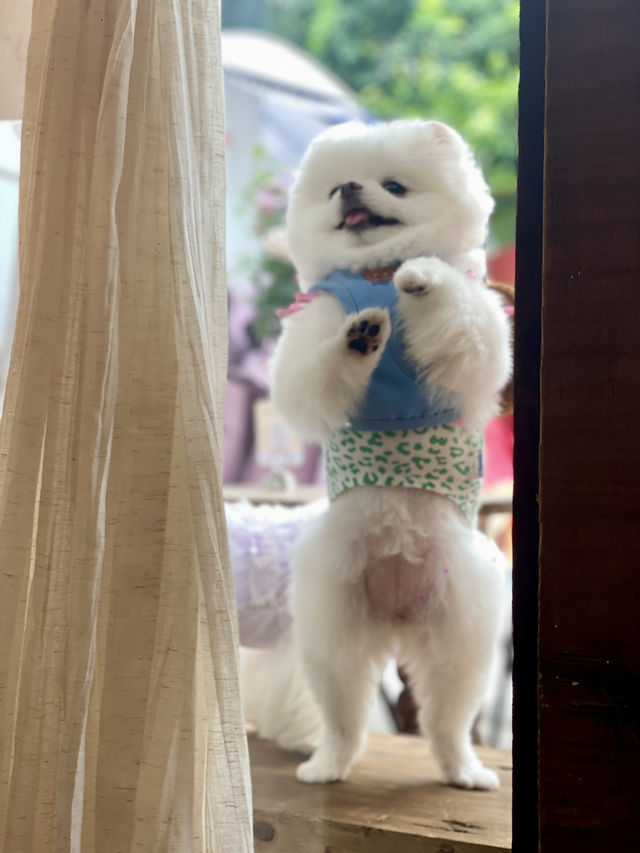 救命！！成都乳酪控快啲集合