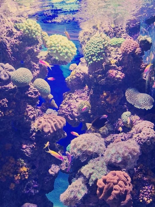 摩納哥海洋博物館：沉浸地中海深藍秘境的震撼之旅】**  