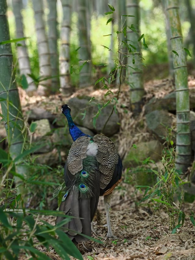 深入竹海看神奇動物