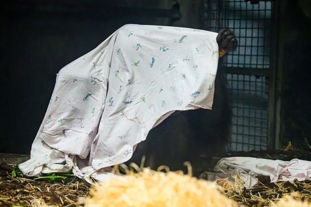 猩猩「七毛」床單OOTD亮相