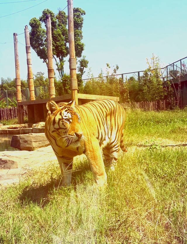 2千元3天玩轉常德動物園|這份超全攻略請查收! 2千元3天玩轉常德動物園|這份超全攻略請查收!
