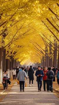 銀杏遊樂園旅行攻略