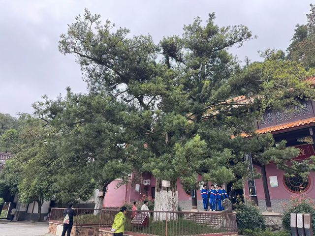 長沙必爬！嶽麓山真的絕絕子野趣+美景一網打盡