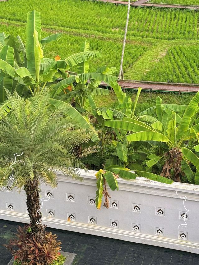 版納挖到寶！稻田裡的民宿