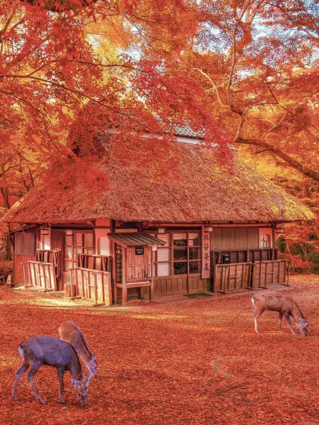 Japan's Autumn Foliage Season: Kyoto has been my destination over a dozen times, but my heart belongs to Nara.