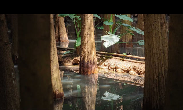 昆明被大部分人忽略的水杉公園 | 本地人私藏