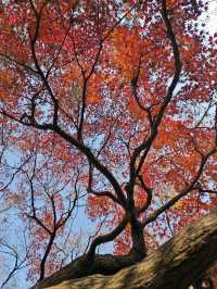 一定要去11月的蘇州，960萬平方公里的頂流