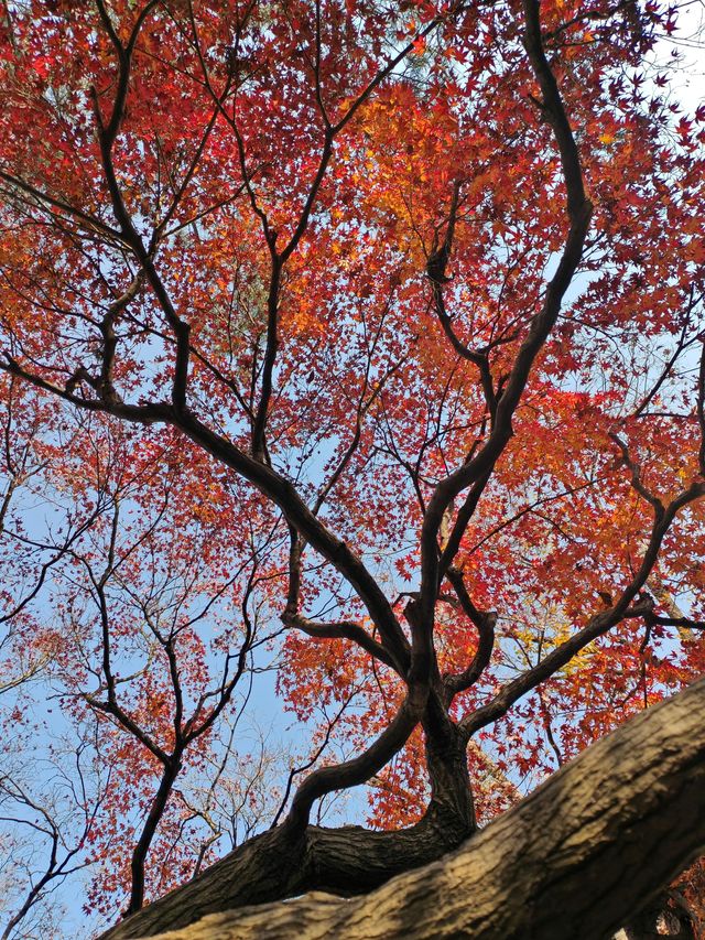 一定要去11月的蘇州，960萬平方公里的頂流