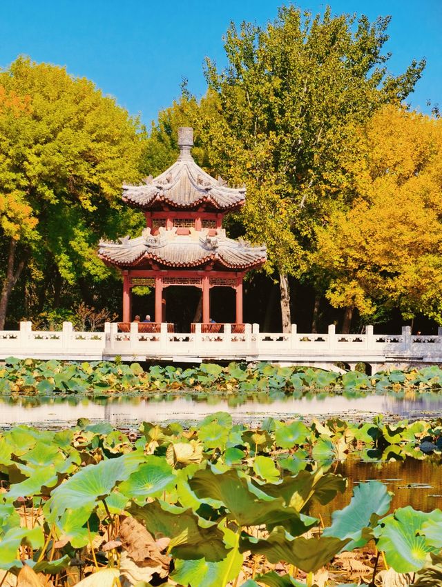 探秘北寧公園一步一景的秋日風情
