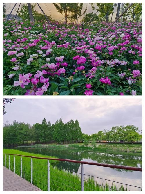 上海世博文化公園遊記