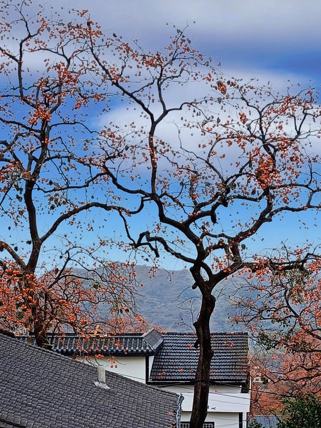 武漢2h直達！中國甜柿第一村，秋天就該這麼玩