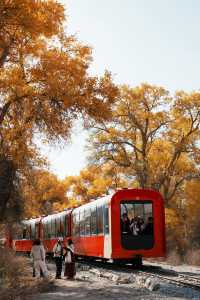 塔里木胡楊林國家森林公園一日遊攻略