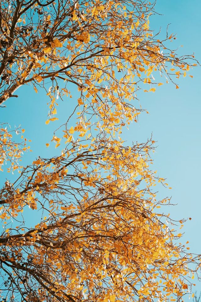 塔里木胡楊林國家森林公園一日遊攻略 塔里木胡楊林國家森林公園一日遊攻略