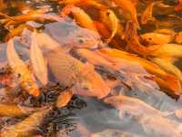 人在旅途、溫州