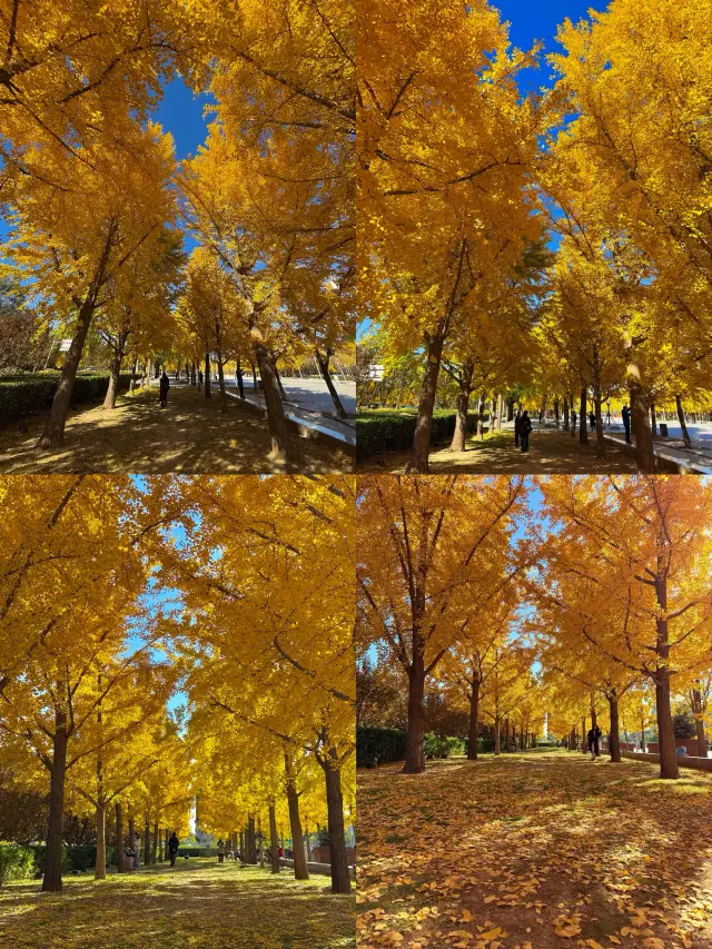 地壇銀杏已染80%金黃！紅牆映古杏，這才是北京秋天的半壁江山