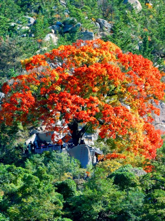 免費打卡崂山神清宮!千年底蘊+秋日紅葉頂流 免費打卡崂山神清宮!千年底蘊+秋日紅葉頂流